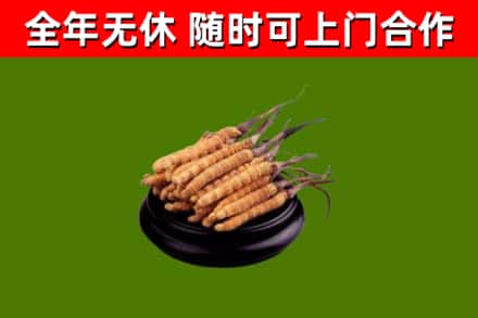 建安回收散虫草